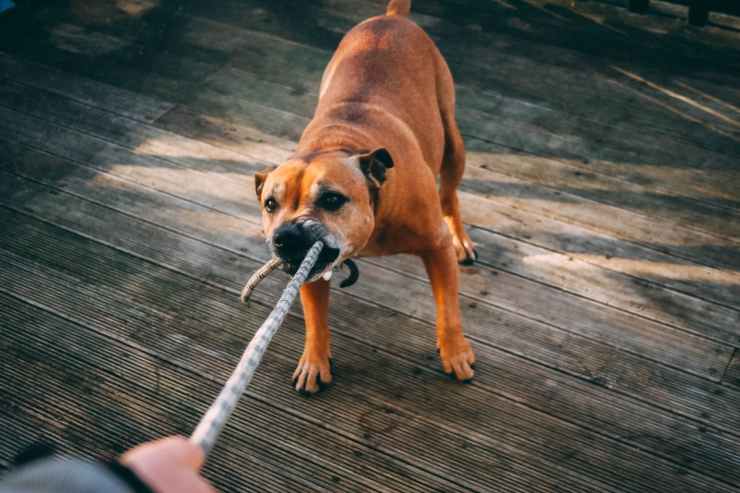 brown dog biting a rope